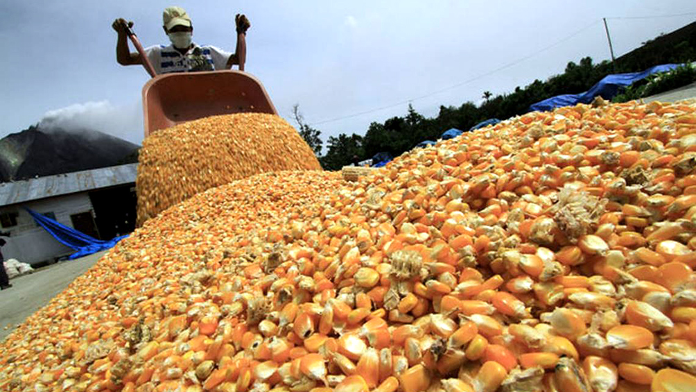 espana-y-portugal-abrieron-sus-mercados-al-maiz-argentino