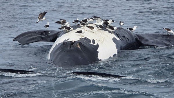 muerte-de-ballenas:-ya-suman-15-y-aseguran-que-las-crias-no-podran-sobrevivir