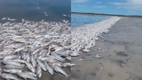 sequia-implacable-en-santa-fe:-aparecieron-miles-de-peces-muertos-en-una-laguna